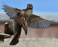 Two sparrows fighting at a bird feeder