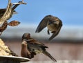 Two sparrows fighting at a bird feeder
