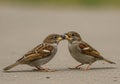 Two sparrows (Passer domesticus) engage in an interaction on a flat surface, possibly exchanging Royalty Free Stock Photo