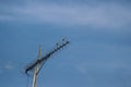 Two Sparrows Perched On A Tv Antenna Against Bright Blue Sky Background In The Morning