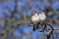 Two sparrows sit on a tree branch and bask in the spring sun Royalty Free Stock Photo