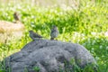 Two sparrows sitting on big grey stone on green background Royalty Free Stock Photo