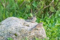 Two sparrows sitting on big grey stone on green background Royalty Free Stock Photo