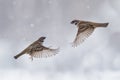 Two sparrows in the sky in a snowstorm