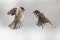 Two sparrows in the sky in a snowstorm