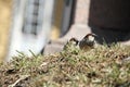 Two sparrows on spring grass Royalty Free Stock Photo