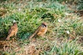 Two sparrows on the grass