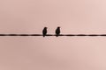 Two sparrows suspended on a wire