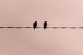 Two sparrows suspended on a wire