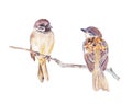 Two sparrows watercolor Royalty Free Stock Photo