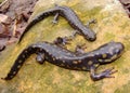 Two species of Ambystoma salamander Royalty Free Stock Photo