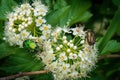 two species of bronze beetles crawl on a flowering bush Royalty Free Stock Photo