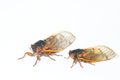 Two species of Brood X periodical cicadas. Royalty Free Stock Photo