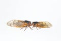 Two species of Brood X periodical Cicadas from Indiana. Royalty Free Stock Photo