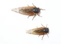 Two species of Brood X periodical Cicadas. Royalty Free Stock Photo