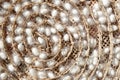 Two species of white cocoon Royalty Free Stock Photo