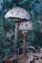 Two specimens of parasol mushroom