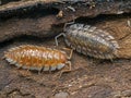 D95 P1010122 skirted sow bug Oniscus asellus orange and tan colours copyright ernie cooper 2019