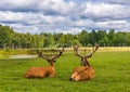 Two Speckled deers are lying on grass Royalty Free Stock Photo