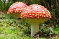 Two speckled fly agarics in green grass in forest