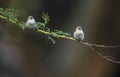 Two Speckled fronted Sparrows on branch