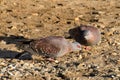 Two speckled pigeons