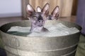 Two sphinx indoors, one in a metal wash basin with soap and water, composite photo, bald cat, hairless cat, naked cat