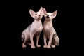 Two Sphynx cats