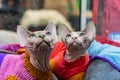 Two Sphynx cats in knitted sweaters, composited against a vibrant, striped backdrop using double exposure technique One cat facing Royalty Free Stock Photo