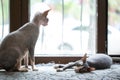 Two sphynx cats resting next to the window