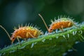 Two spiked shield bugs crawling on a green leaf Royalty Free Stock Photo