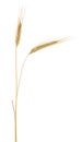 Two spikelets of rye isolated on white background. Ears of rye Royalty Free Stock Photo