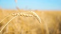 Two spikelets of wheat swaying in the wind against the background of a blurred field Royalty Free Stock Photo