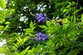 Two spikelets of wisteria with blue flowers on a background of green foliage in the garden. Natural floral background with copy