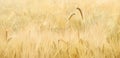 Two spikes of wheat growing in a field Royalty Free Stock Photo