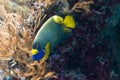 Two spined angelfish, dusky angelfish, or coral beauty a marine Royalty Free Stock Photo