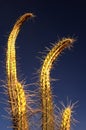 Two spiny Cactus #2 Royalty Free Stock Photo