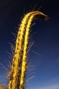 Two spiny Cactus #3 Royalty Free Stock Photo