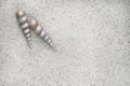 Two Spiral in shape Sea shell beside each other on sand Royalty Free Stock Photo