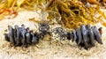 Two spiral shark egg cases from the shark family Heterodontidae washed up attached to seaweed found on beach. Port Jackson Shark