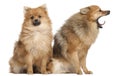 Two Spitz dogs, 1 year old, sitting Royalty Free Stock Photo