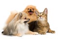 Two spitz-dogs and cat in studio Royalty Free Stock Photo