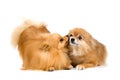 Two spitz-dogs in studio Royalty Free Stock Photo
