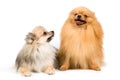 Two spitz-dogs in studio Royalty Free Stock Photo
