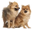Two Spitz dogs, 1 year old, in front of white background Royalty Free Stock Photo