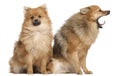 Two Spitz dogs, 1 year old Royalty Free Stock Photo