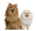 Two Spitz in front of white background Royalty Free Stock Photo