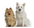 Two Spitz, 1 and 3 years old, sitting next to each other Royalty Free Stock Photo