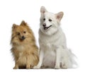 Two Spitz, 1 and 3 years old, sitting next to each other Royalty Free Stock Photo