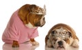 Two spoiled dogs Royalty Free Stock Photo